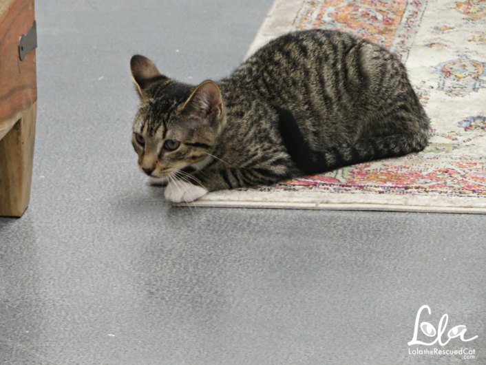 Lola The Rescued Cat Lola On The Road The Cat Parlour Pawtucket