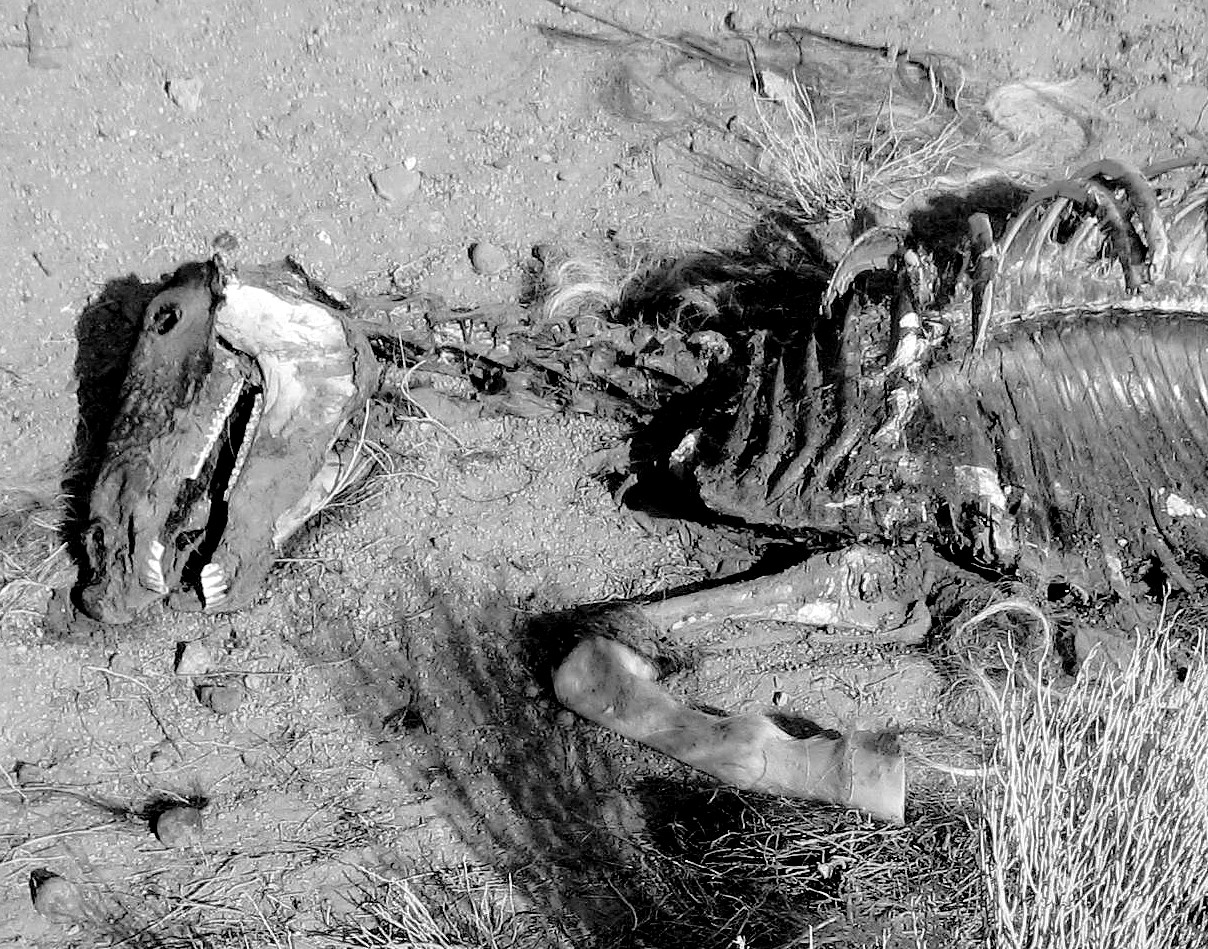 Living Rootless "We Stop for Carcasses."