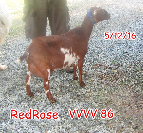 BooneDocksWilcox: 2016 ADGA Linear Appraisal