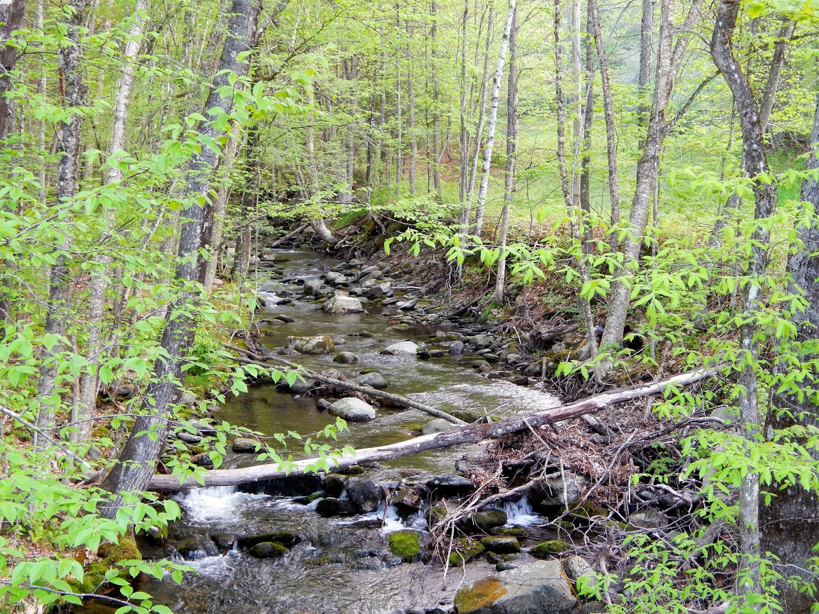Small Stream Reflections Franklin Land Trust "wild brook trout forest"