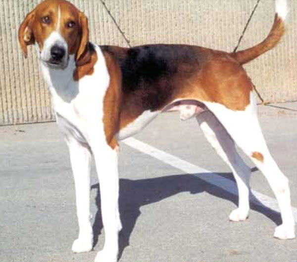 american foxhound, american foxhound dog, about american foxhound dog, american foxhound dog appearance, american foxhound dog breed info, american foxhound dog care, caring american foxhound dog, american foxhound dog color, american foxhound dog characteristics, american foxhound dog feeding, american foxhound dog temperament, american foxhound dog lifespan, american foxhound dog as pets