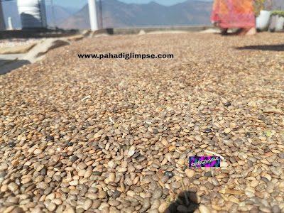 gehat daal ya kolth daal asoj ka mahina in hindi