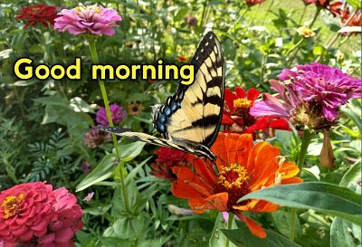 good morning flowers hd