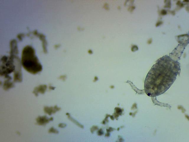 Cyclopoids The Changing Year Orange County: Revisiting Creek & Vernal Pool Collections