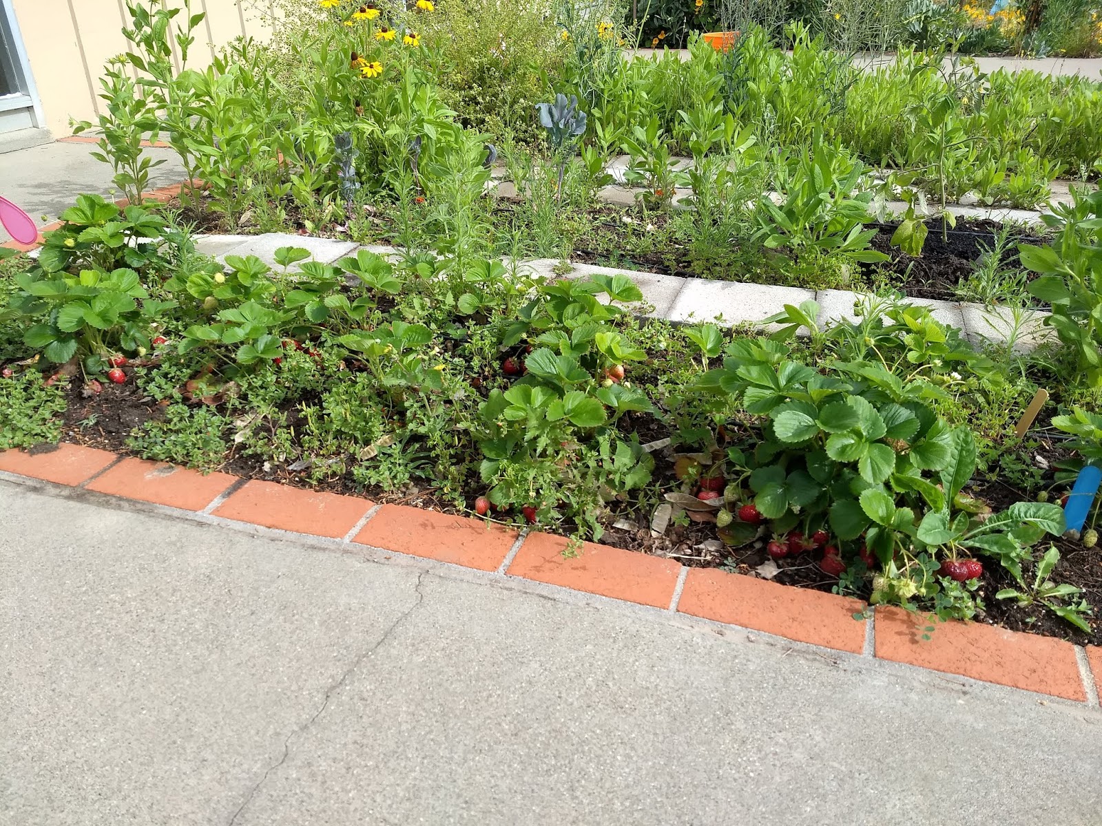 The Scientific Gardener Spring Garden Visits