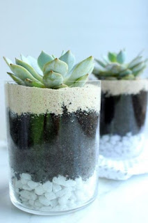 terrarium nasıl yapılır?