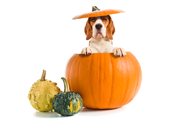 Can Dogs Eat Pumpkins? Is Pumpkins Safe For Dogs?