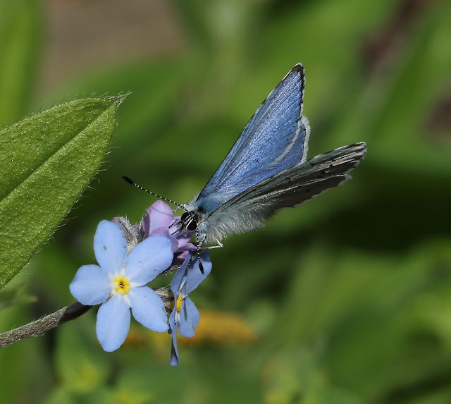 Abington Naturewatch Holly Blue butterfly