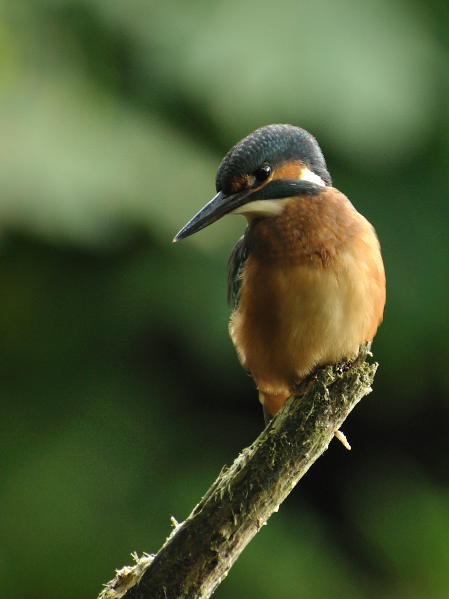 Arné Roest Natuurfotografie: Beste foto's 2011 (deel 2)
