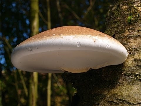 Birch Polypore