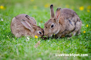 Complete Guide on How To Start A Rabbit Farming Business