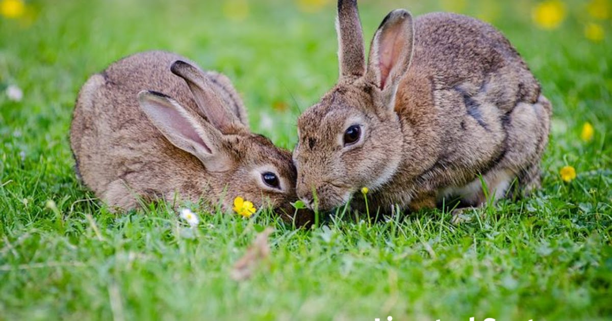 Complete Guide on How To Start A Rabbit Farming Business LivestockSpot