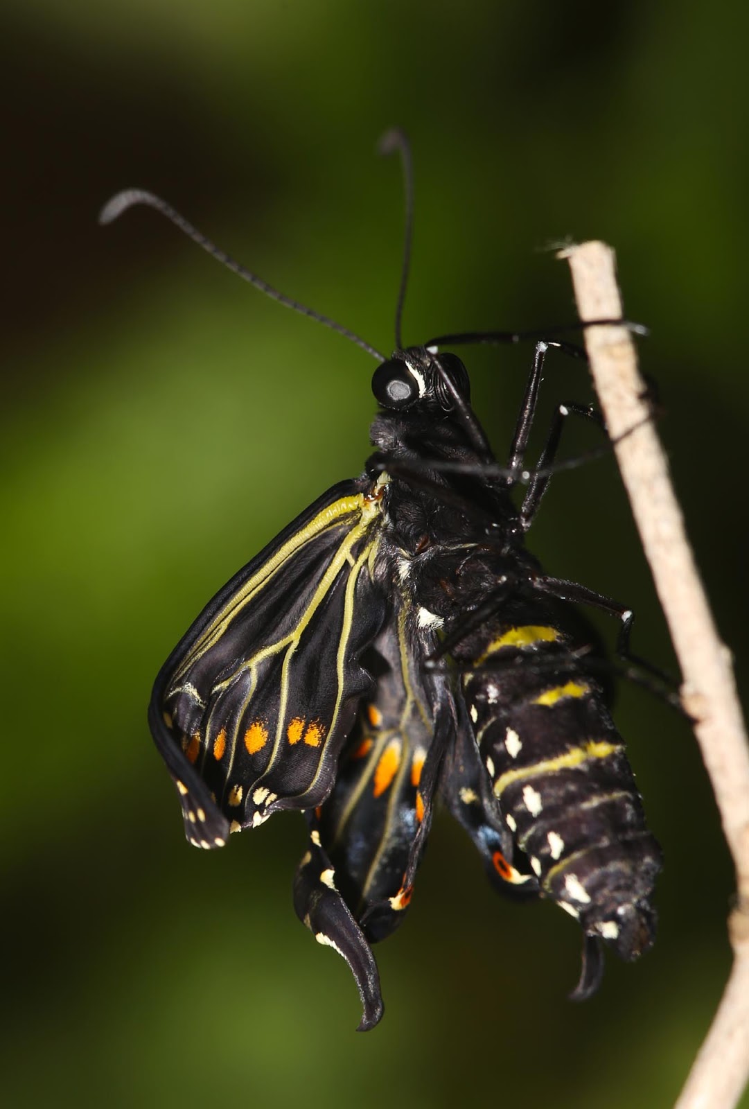 All of Nature Black Swallowtail Butterfly Emerges