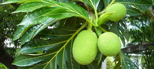 Manfaat Daun Sukun Untuk Kesehatan | Kesehatan