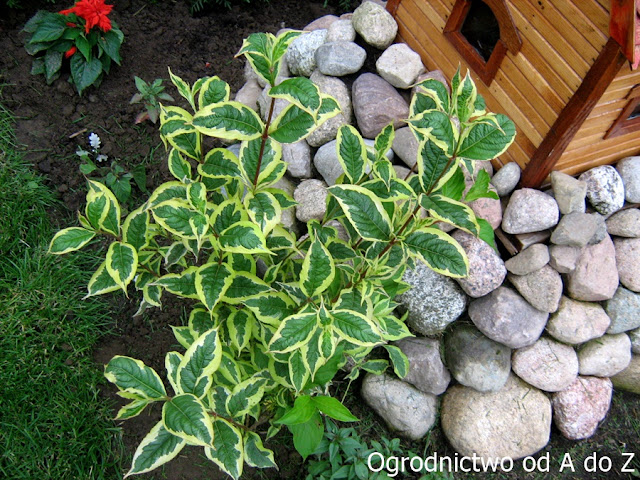 Krzewuszka- odmiana o dekoracyjnych liściach Weigela