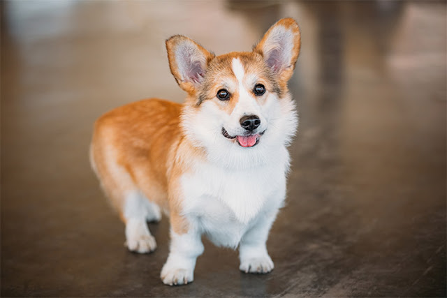 Hình ảnh những chú chó Corgi chân ngắn siêu đáng yêu