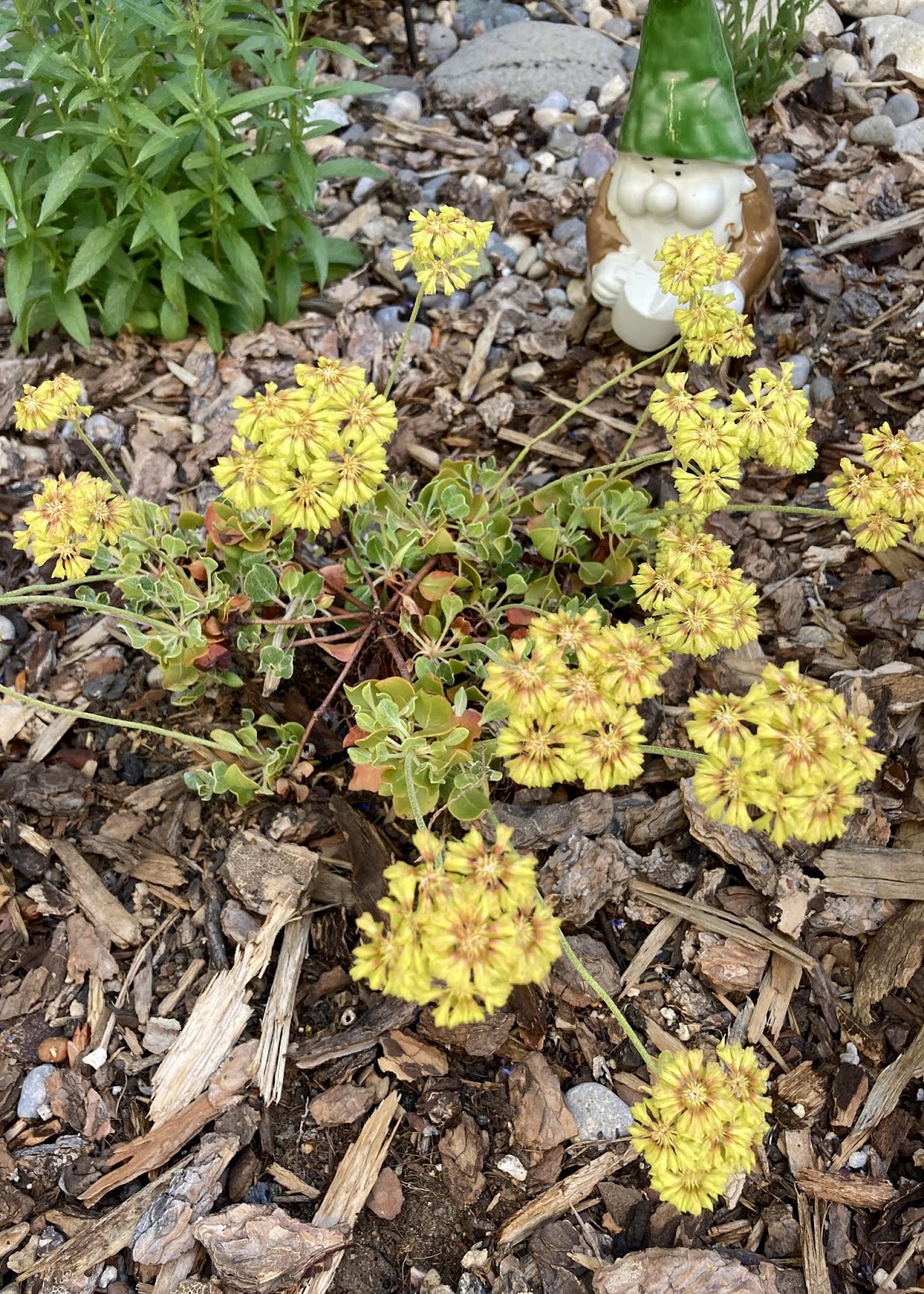 The Plants at Walking Rain: Sulphur Buckwheat / Eriogonum ...