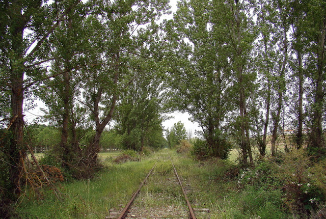 Chopo o álamo negro (Populus nigra L.).