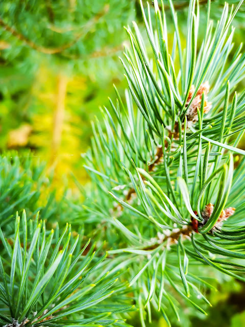 Cara Stek Batang Cemara Udang Dan Perawatannya Toko Tanaman