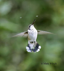 hummingbird catch insects flying throated ruby bird birds september trying