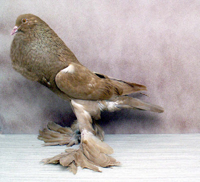 saxon cropper - pigeons - Sächsischer Kröpfer