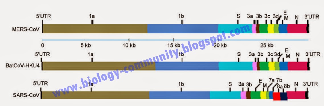 genom MERS, genom virus, genom SARS, genom Coronavirus