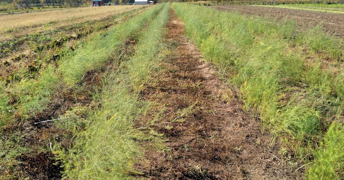 Weed Management Options for Asparagus