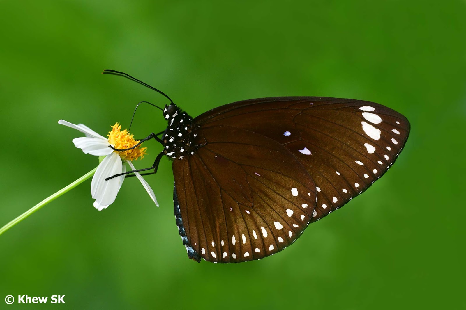 Butterflies of Singapore Black and White