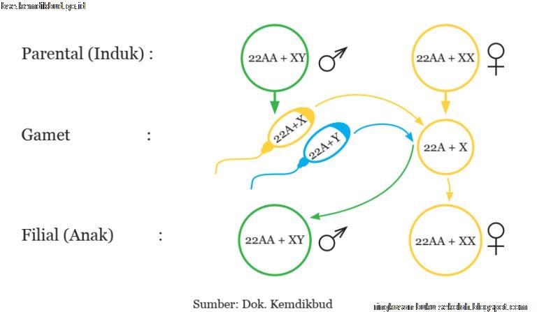 Bab 3 Pewarisan Sifat Pada Makhluk Hidup Ilmu Pengetahuan Alam Ipa Kelas 9 Smp Mts