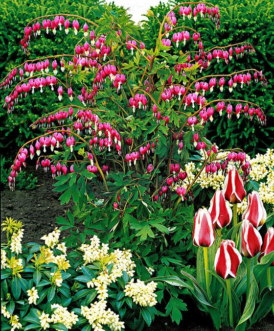 Evimcicek Kanayan Kalpler Cicegi Aglayan Kalpler Cicegi