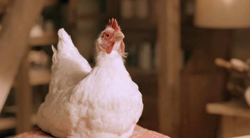 Pubblicit%25C3%25A0%2BPiadelle%2BMulino%