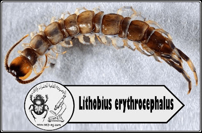 Lithobius erythrocephalus