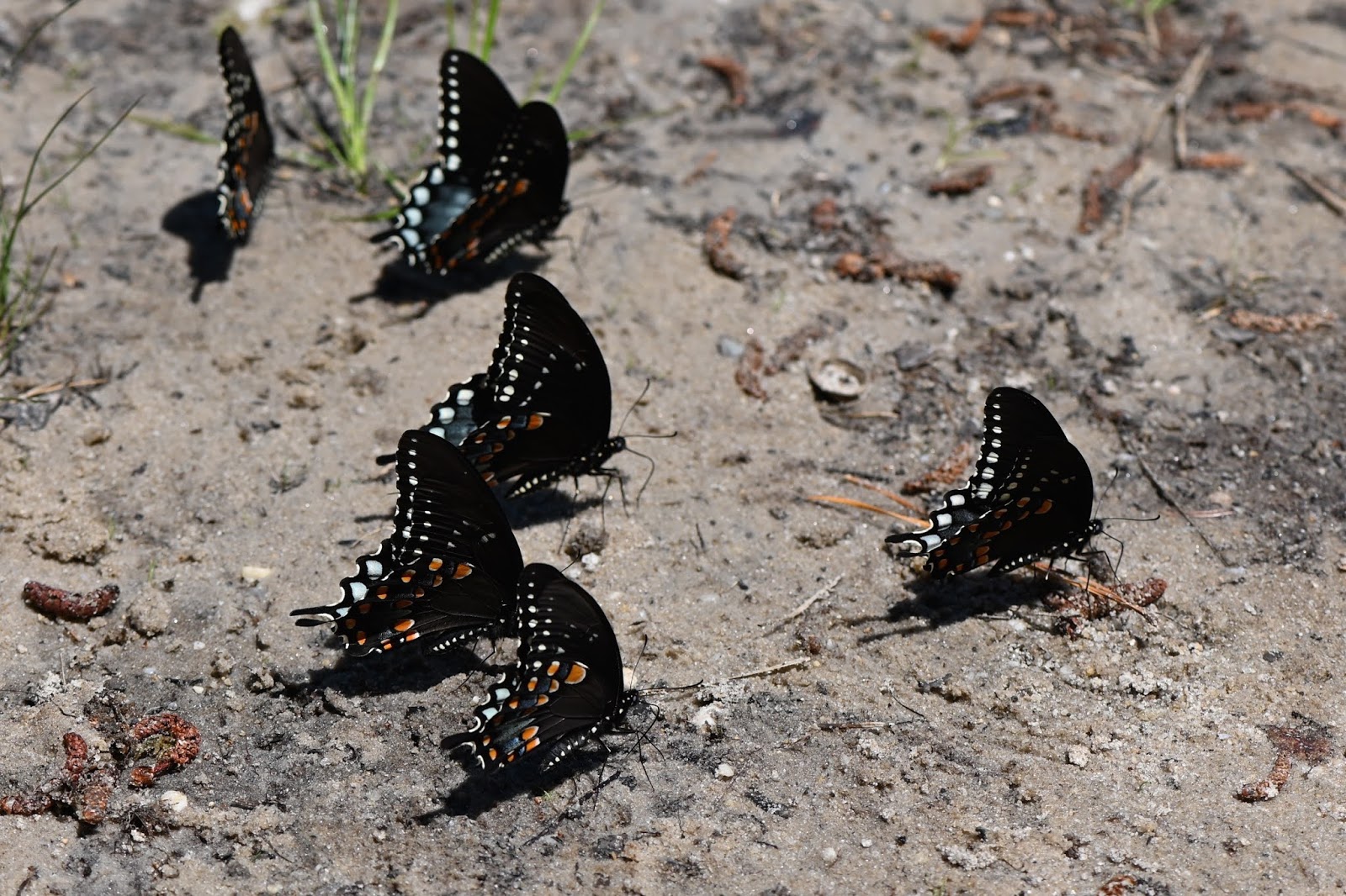 Urban Wildlife Guide Puddling Butterflies