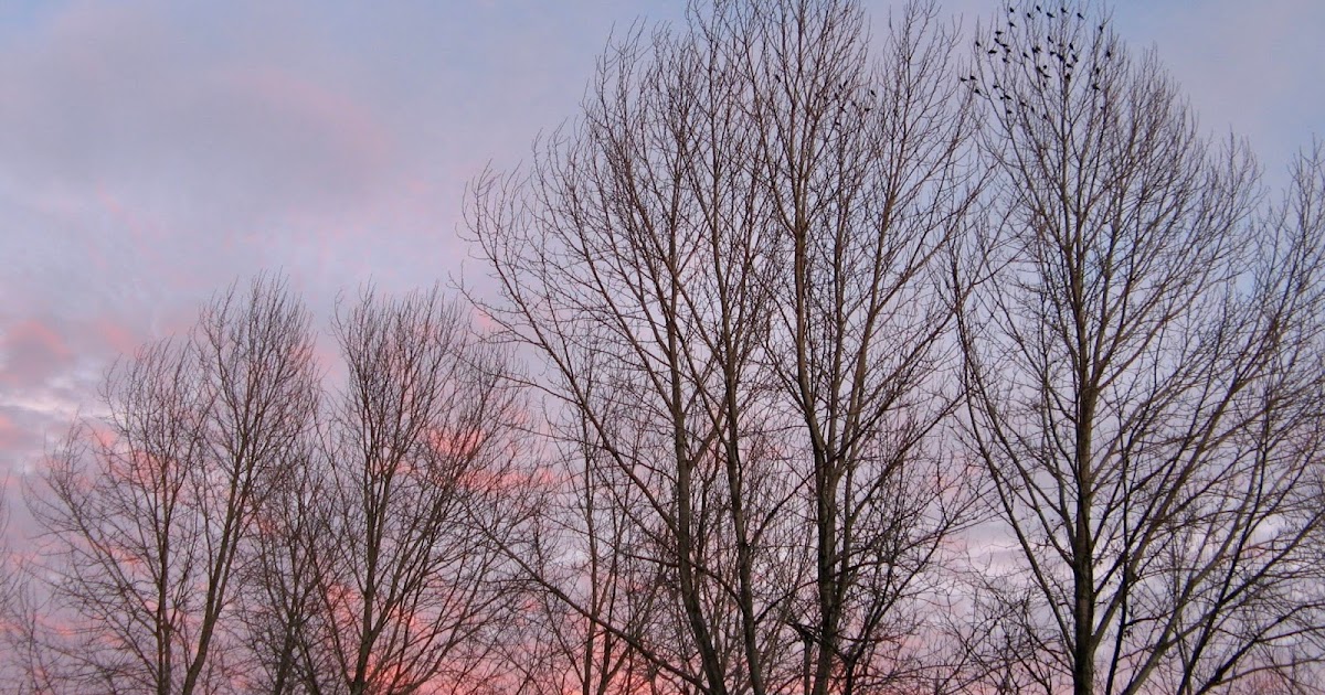 Margy Meanders Exploring Bellingham Cottonwood Trees