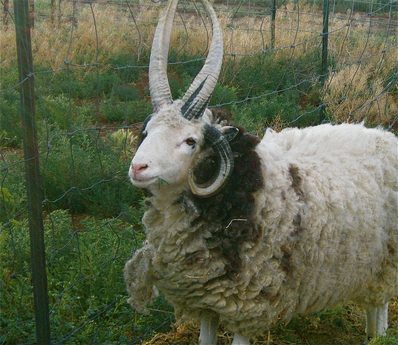 Cricket Song Farm: Jacob Sheep