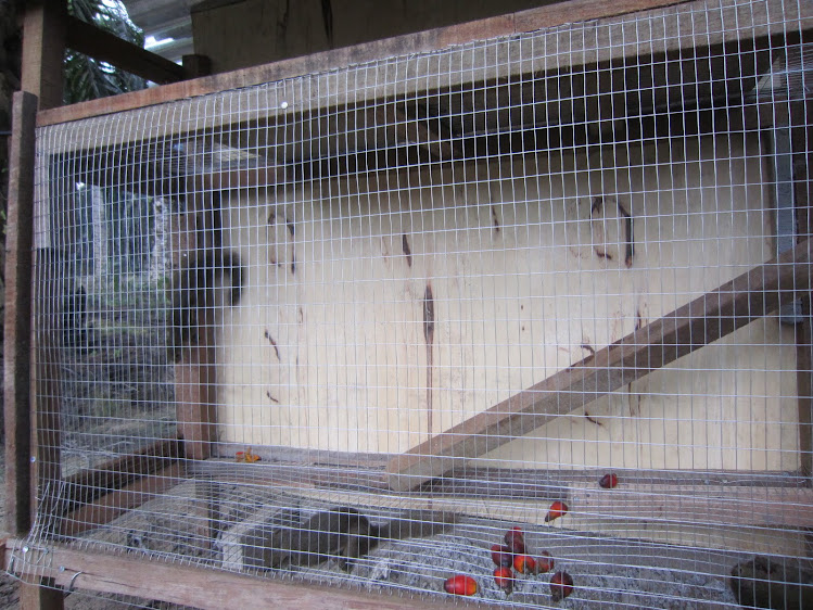 捕捉到的松鼠被养在大笼子里观赏