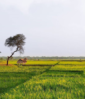 গ্রাম বাংলার প্রাকৃতিক সৌন্দর্য গ্রাম বাংলার প্রাকৃতিক সৌন্দর্য
