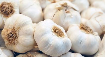 khasiat dan manfaat bawang  putih  Oh kiji Sumber Bacaan 