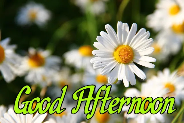Good Afternoon Image HD Good Afternoon Image HD