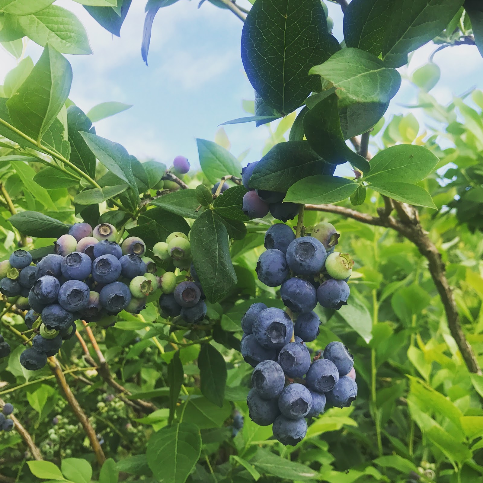the farmer's wife Blueberries