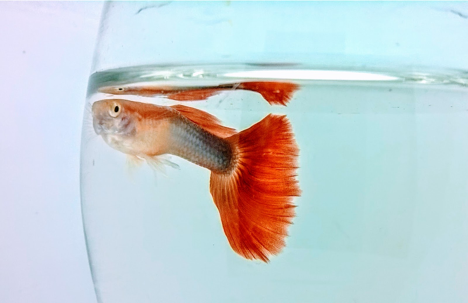 What size tank do you need for guppies?