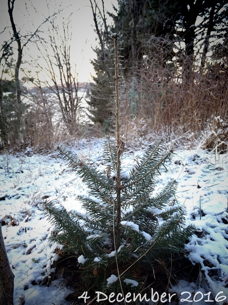 庭のモミの木 あれこれ暮らし タピオの国
