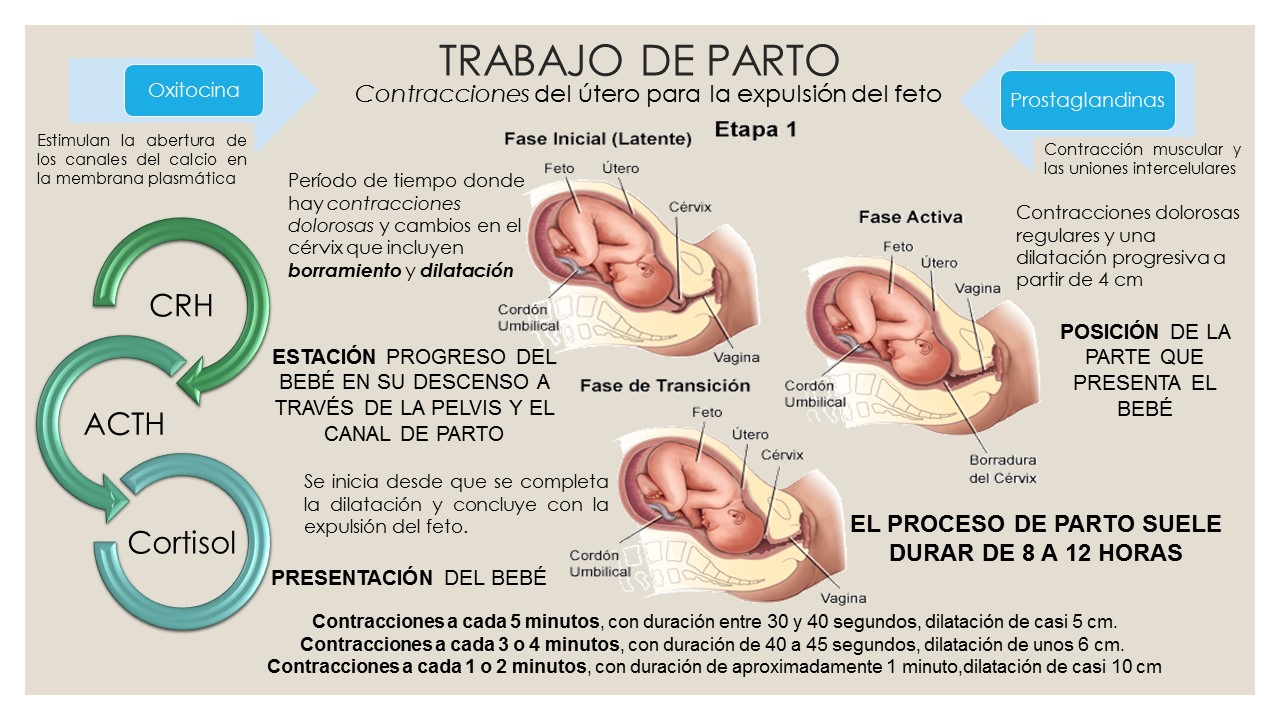 Blog de Evidencias de Fisiología Médica