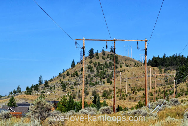 The goats have begun their climb up the hill in Kenna Cartright Park