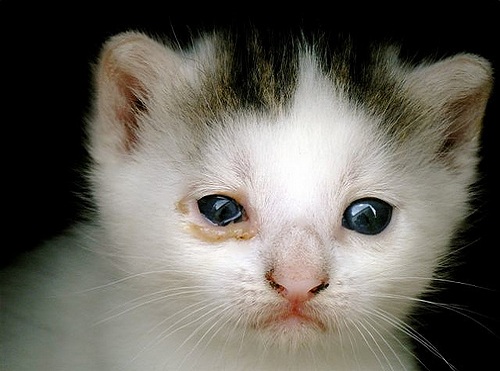 kitten eye infection treatment 