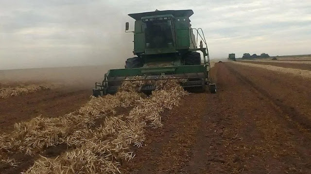 Cosecha de trigo avanza de manera favorable en la región del Mayo