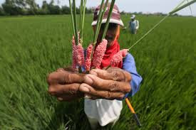 Peptisida Nabati PEMBASMI Keong Mas Pada Tanaman Padi