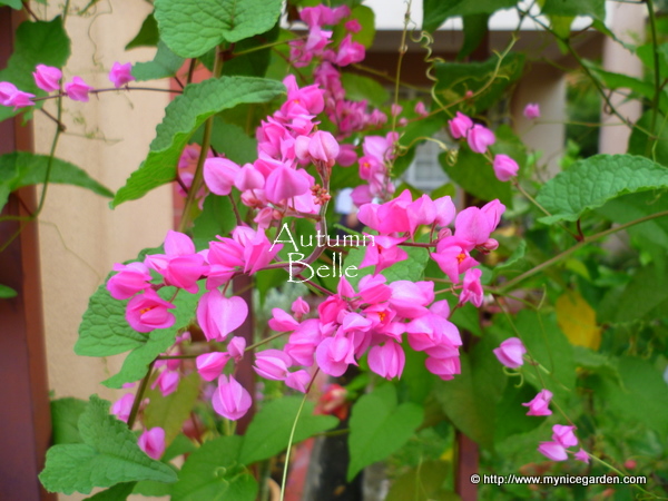 My Tropical Plants Finder Hydrangea Blue