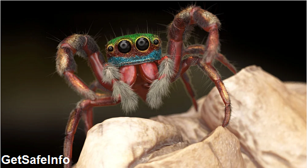 Zbrush 2020.1.1 Zbrush 2020.1.1