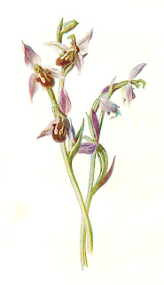 digital wildflower download flower orchid wildflower image download